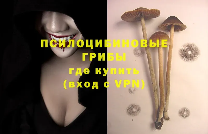 дарнет шоп  Нестеровская  Псилоцибиновые грибы Magic Shrooms 